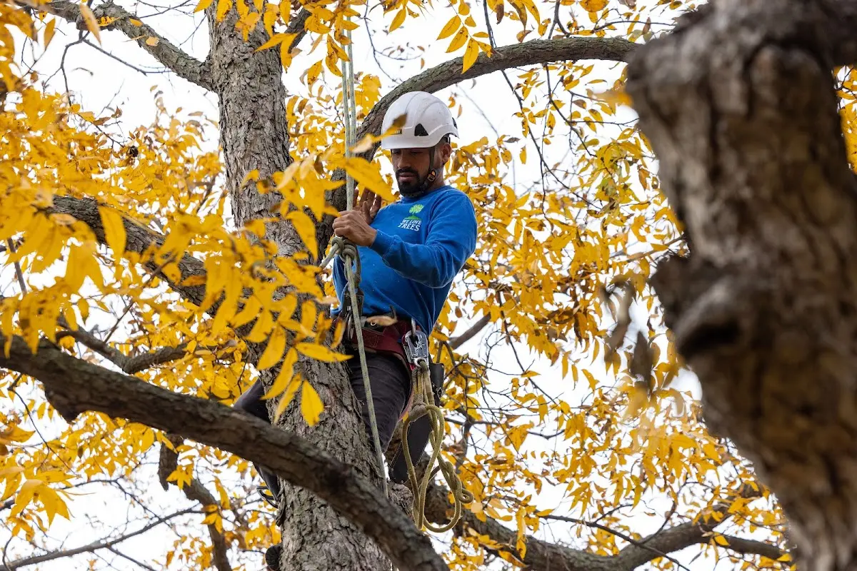 Skilled Tree Planing crew working in Clay Center